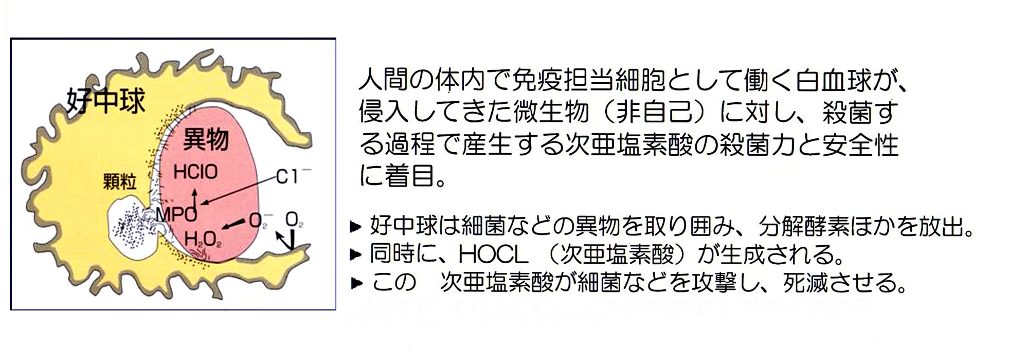 高見歯科クリニック　次亜塩素酸とは